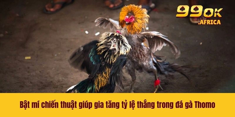 Bật mí chiến thuật giúp gia tăng tỷ lệ thắng trong đá gà Thomo