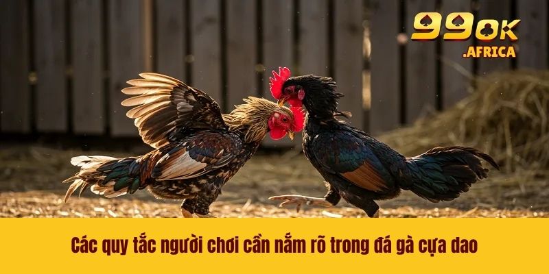 Các quy tắc người chơi cần nắm rõ trong đá gà cựa dao