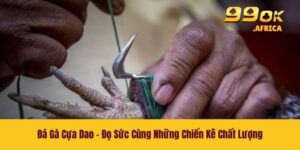 Đá Gà Cựa Dao - Đọ Sức Cùng Những Chiến Kê Chất Lượng