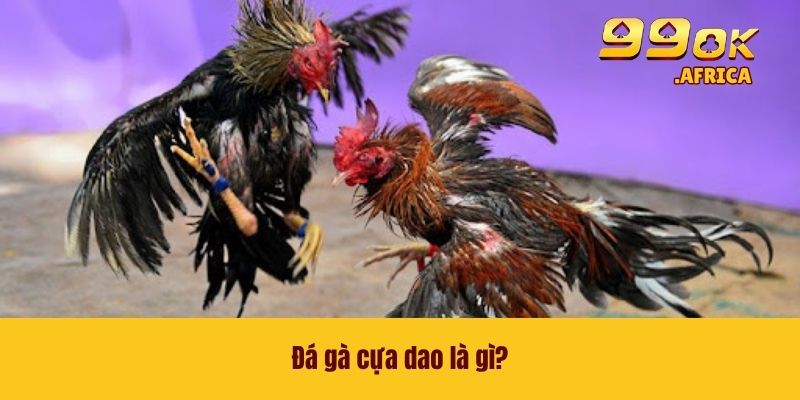 Đá gà cựa dao là gì?