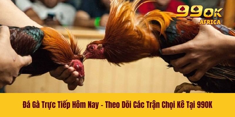 Đá Gà Trực Tiếp Hôm Nay - Theo Dõi Các Trận Chọi Kê Tại 99OK