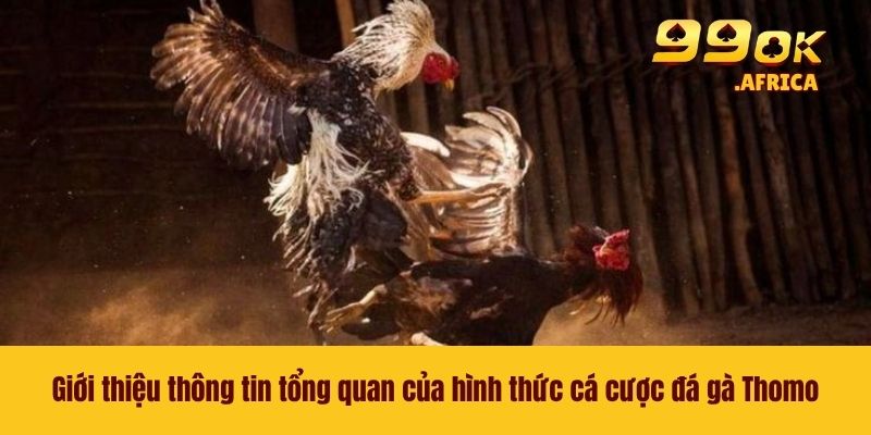 Giới thiệu thông tin tổng quan của hình thức cá cược đá gà Thomo