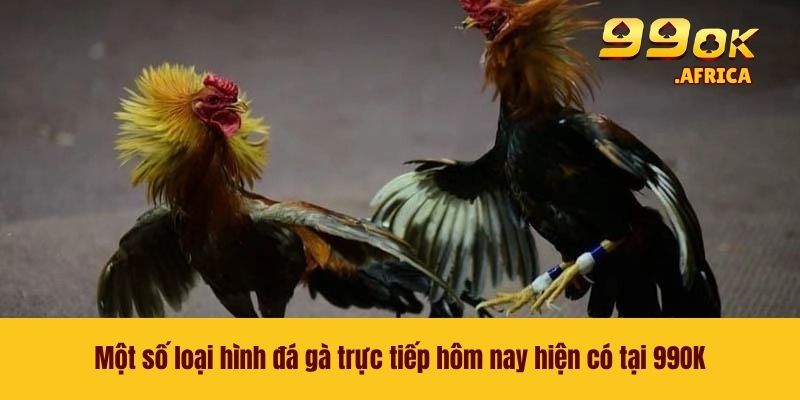 Một số loại hình đá gà trực tiếp hôm nay hiện có tại 99OK