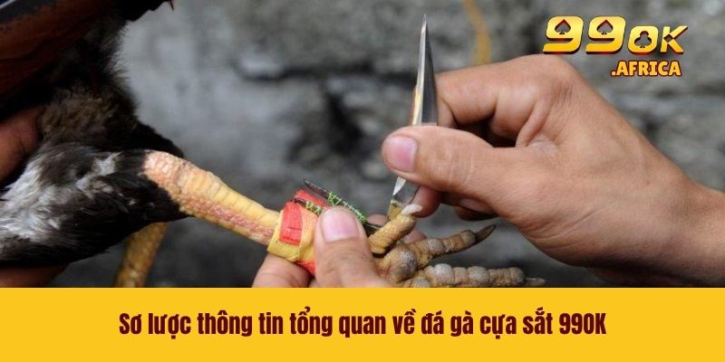 Sơ lược thông tin tổng quan về đá gà cựa sắt 99OK