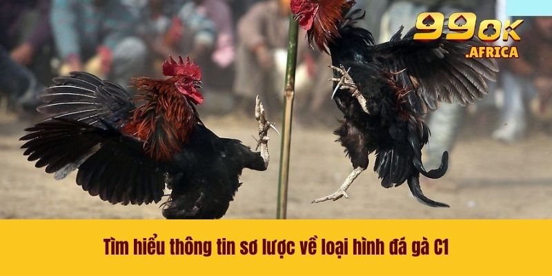 Tìm hiểu thông tin sơ lược về loại hình đá gà C1