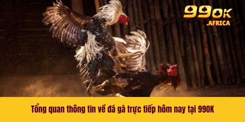 Tổng quan thông tin về đá gà trực tiếp hôm nay tại 99OK