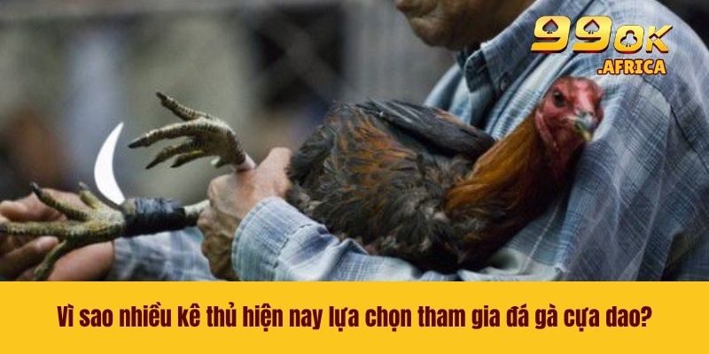 Vì sao nhiều kê thủ hiện nay lựa chọn tham gia đá gà cựa dao?