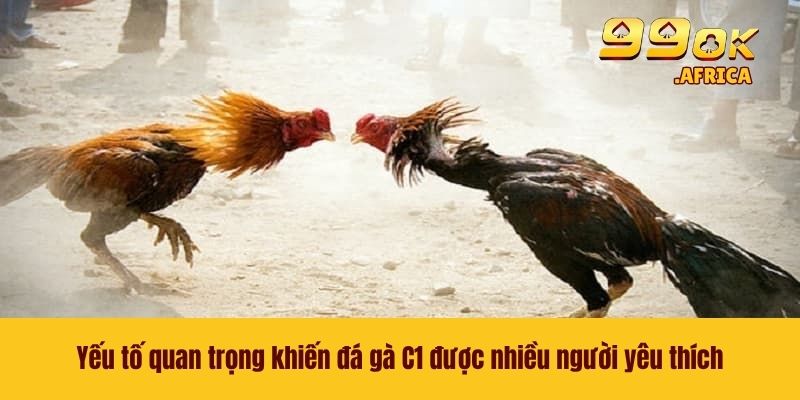 Yếu tố quan trọng khiến đá gà C1 được nhiều người yêu thích
